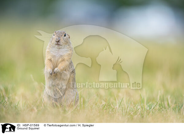 Ziesel / Ground Squirrel / HSP-01589