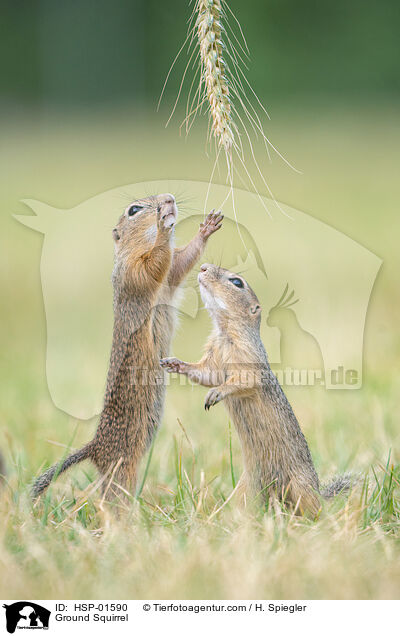 Ground Squirrel / HSP-01590