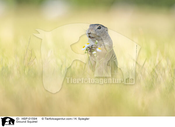 Ziesel / Ground Squirrel / HSP-01594