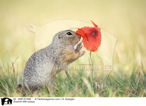 Ziesel mit Mohnblume / Gopher with poppy / HSP-01596