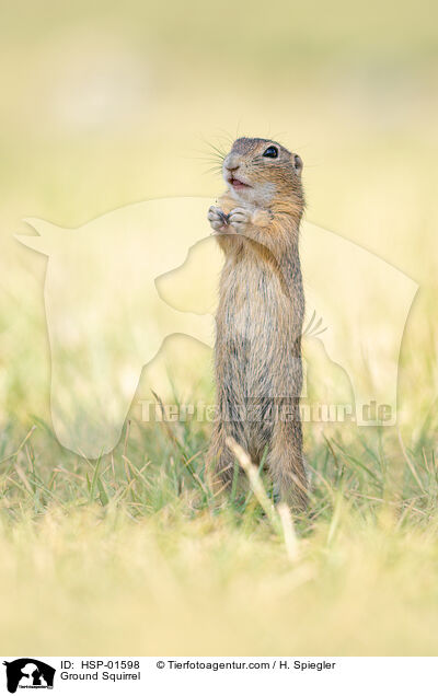 Ziesel / Ground Squirrel / HSP-01598