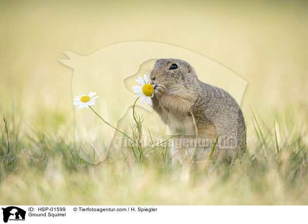 Ziesel / Ground Squirrel / HSP-01599