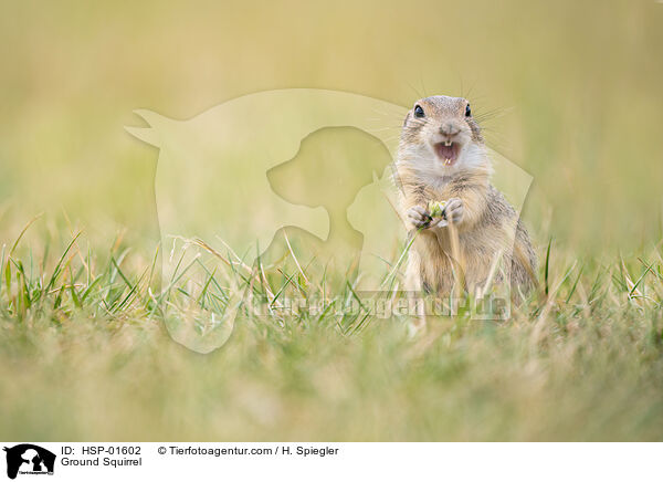 Ground Squirrel / HSP-01602