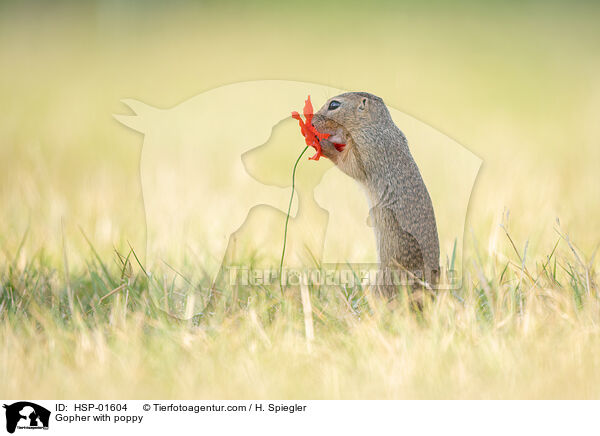Gopher with poppy / HSP-01604