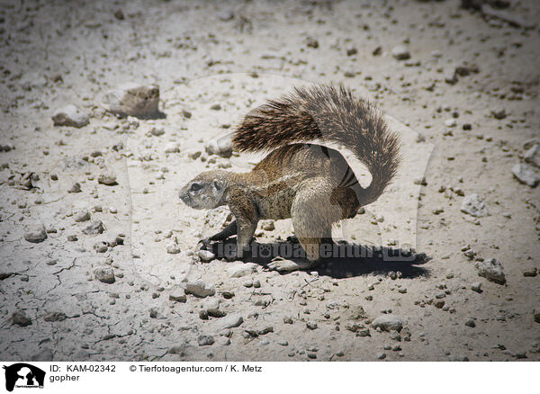Erdhrnchen / gopher / KAM-02342
