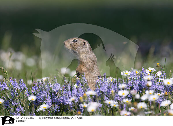 Ziesel / gopher / AT-02363