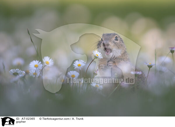 Ziesel / gopher / AT-02365