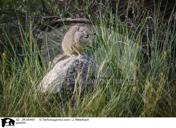 Ziesel / gopher / JR-06464