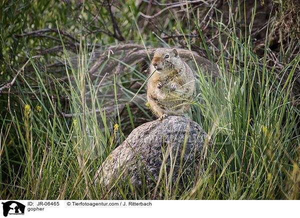 Ziesel / gopher / JR-06465