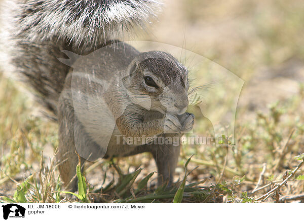 Erdhrnchen / gopher / JM-18006