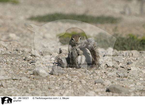 Erdhrnchen / gopher / JM-18021