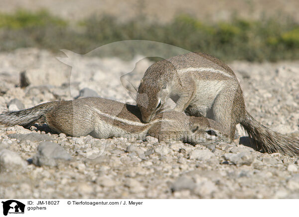 Erdhrnchen / gophers / JM-18027