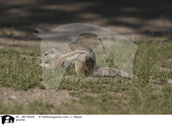 Erdhrnchen / gopher / JM-18029