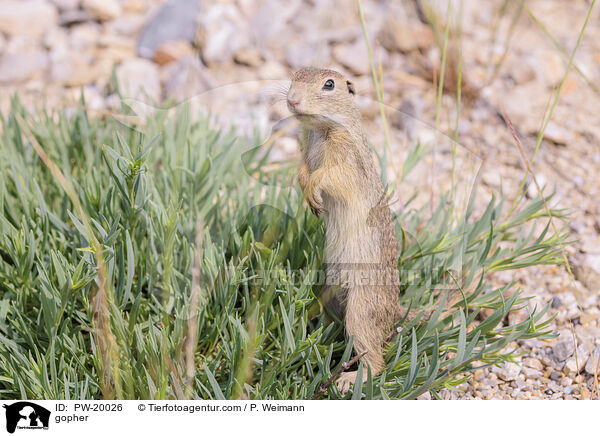 Ziesel / gopher / PW-20026