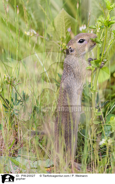 Ziesel / gopher / PW-20027
