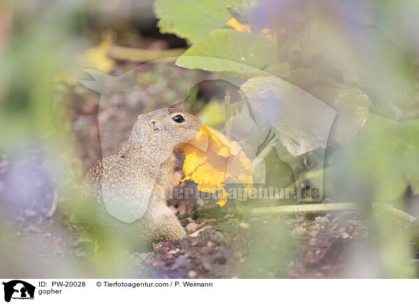 Ziesel / gopher / PW-20028