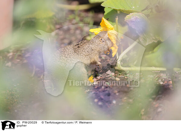 Ziesel / gopher / PW-20029