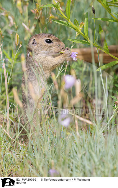 Ziesel / gopher / PW-20036
