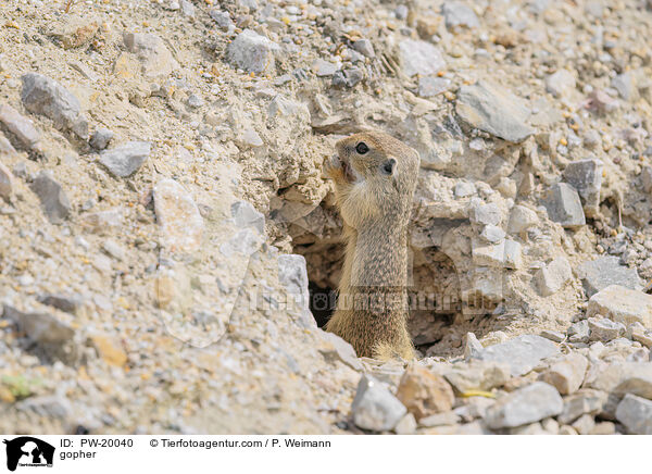 Ziesel / gopher / PW-20040