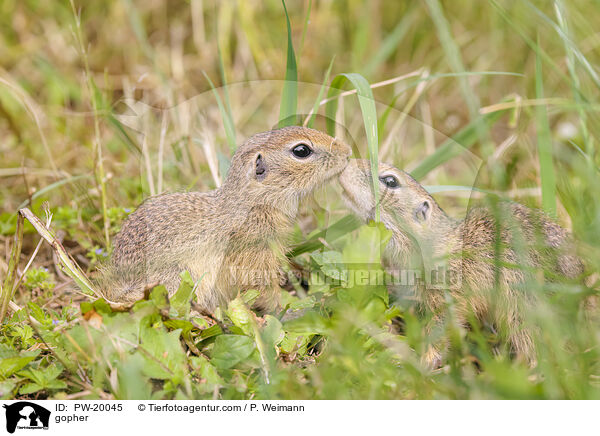 Ziesel / gopher / PW-20045