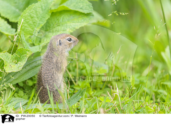 Ziesel / gopher / PW-20050