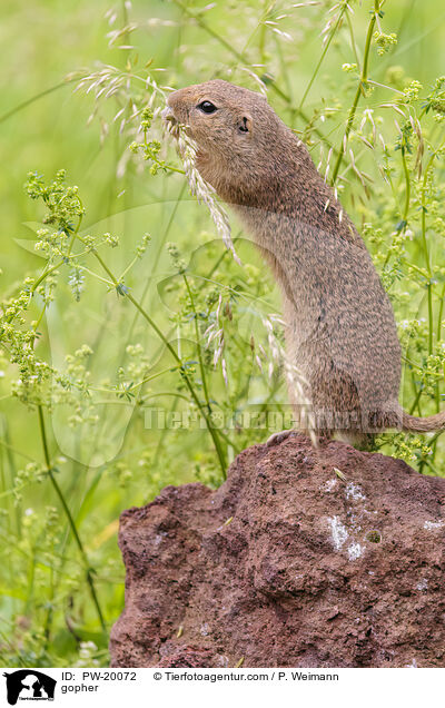 Ziesel / gopher / PW-20072