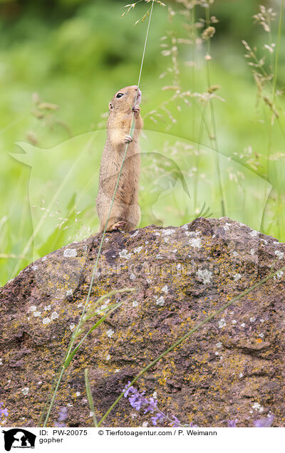 Ziesel / gopher / PW-20075