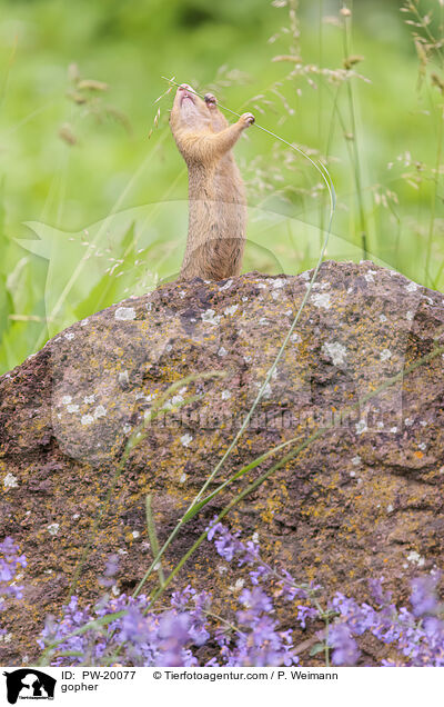 Ziesel / gopher / PW-20077