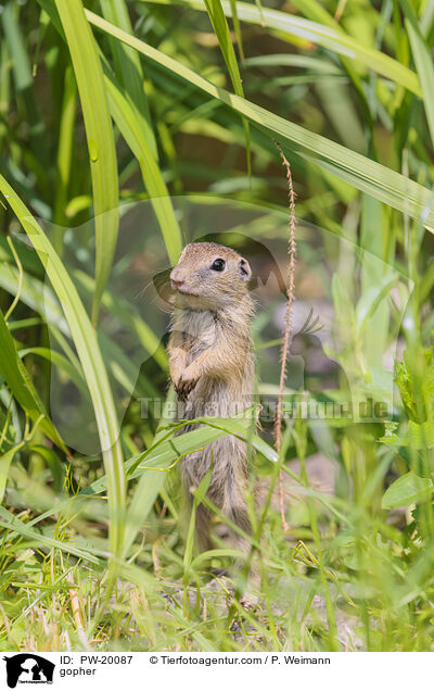 Ziesel / gopher / PW-20087