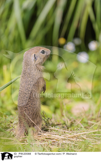 Ziesel / gopher / PW-20088