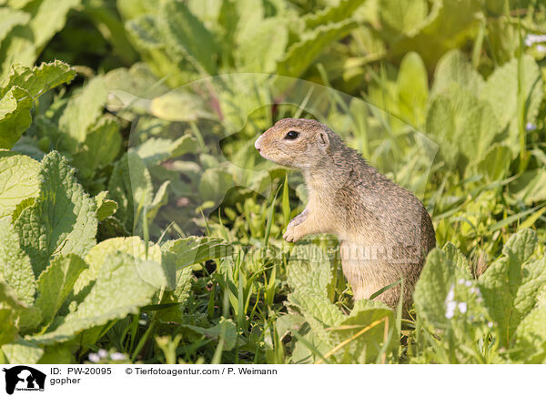 Ziesel / gopher / PW-20095