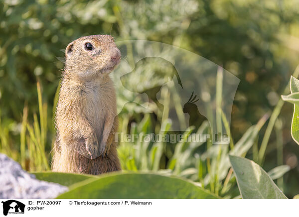 Ziesel / gopher / PW-20097