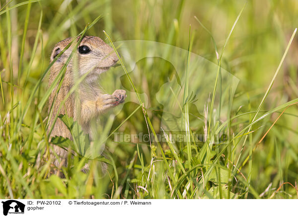 Ziesel / gopher / PW-20102