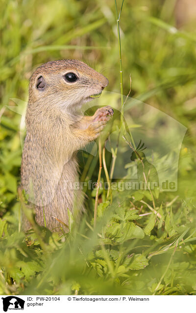 Ziesel / gopher / PW-20104