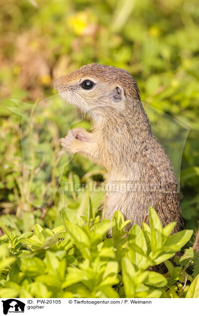 Ziesel / gopher / PW-20105
