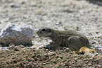 ground squirrel