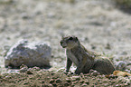 ground squirrel