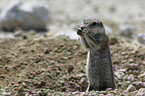 ground squirrel