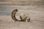 Ground squirrel