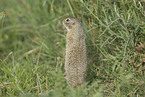 gopher