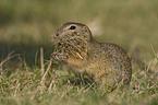 gopher