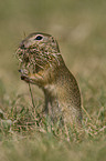 gopher