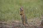 gopher