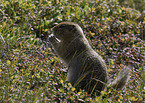 gopher ground squirrel