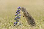 gopher