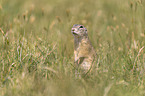 gopher