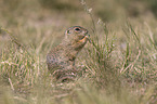 gopher