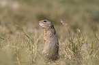 gopher