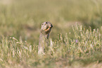 gopher