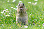 gopher